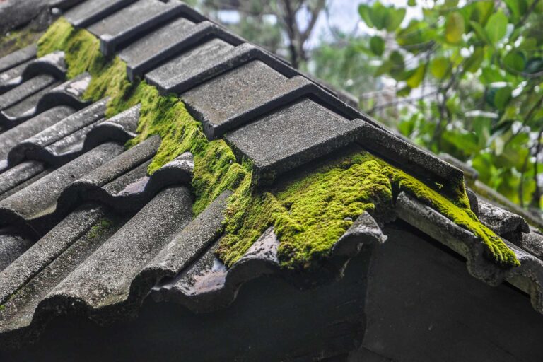 Remove Moss from Roof in Binfield