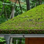Best Moss Cleaning Expert in Hermitage