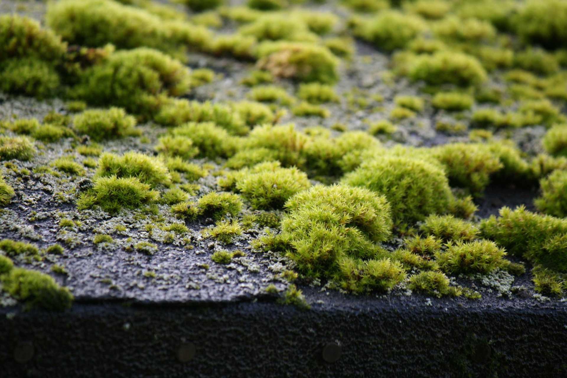 Moss Removal in Reading